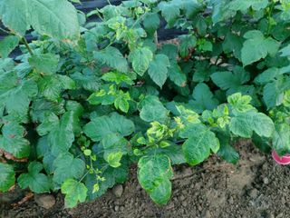 팽보현님의 딸기 · 병해충상담 작성글 사진