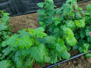 팽보현님의 딸기 · 병해충상담 작성글 사진