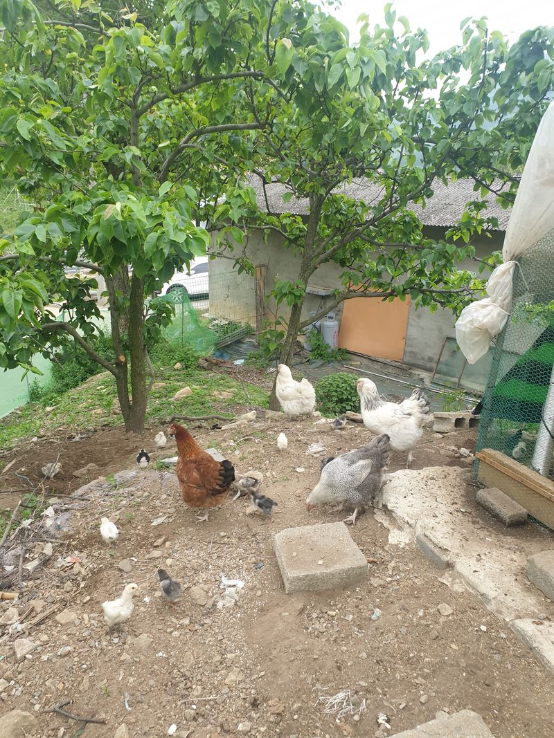 최대식님의 장터 판매 상품 [닭 2만원] 첨부 사진