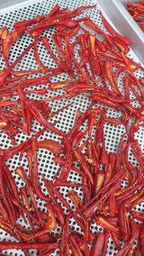 팜모닝 고추·병해충상담 게시글 이미지