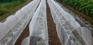 알 수 없음님의 감 · 자유게시판 작성글 사진