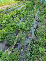 팜모닝 귤·일상 게시글 이미지