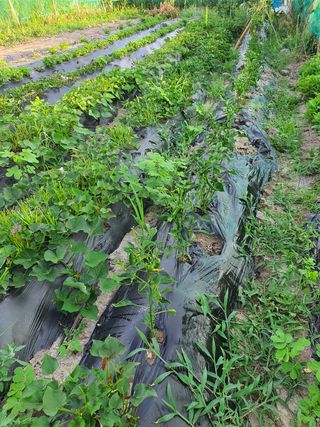 이태기님의 귤 · 일상 작성글 사진