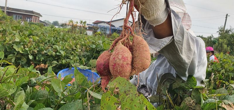 장터 상품 [꿀 밤고구마 (마사토 재배함) 30000] 썸네일