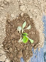 팜모닝 배추·병해충상담 게시글 이미지