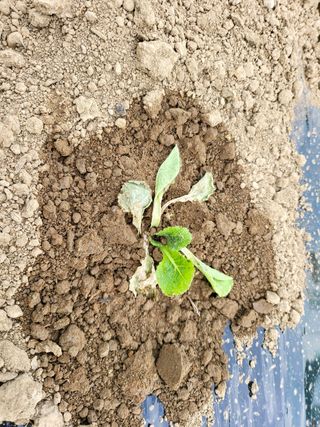 김인수님의 배추 · 병해충상담 작성글 사진