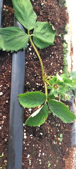 원심님의 딸기 · 병해충상담 작성글 사진