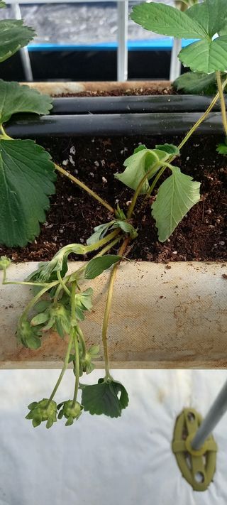 원심님의 딸기 · 병해충상담 작성글 사진