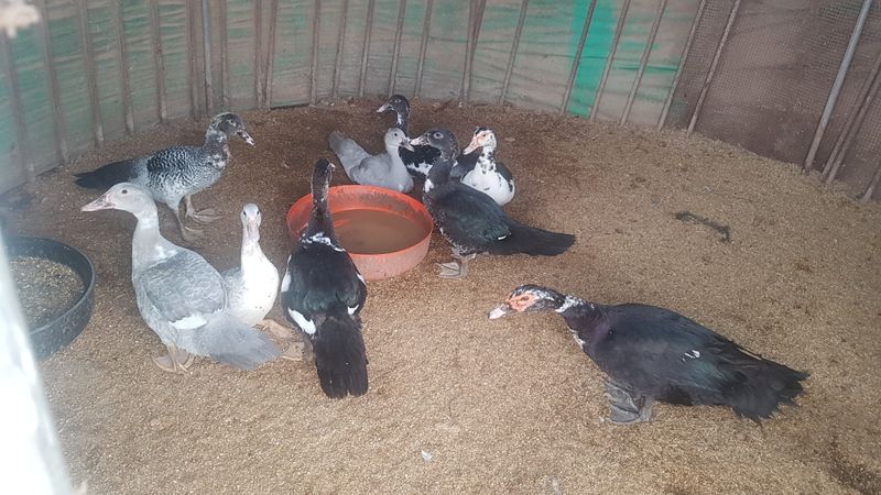 장터 상품 [머스코 기러기 ] 썸네일