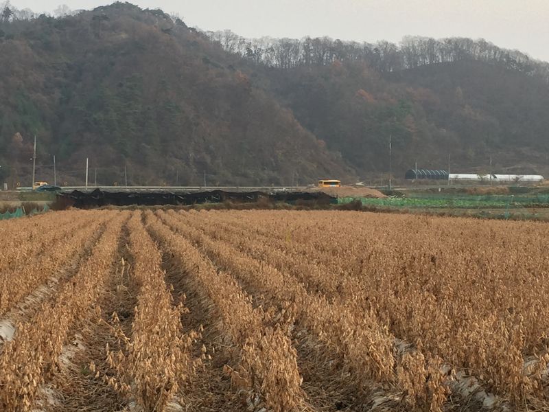 숙이네농원님의 장터 판매 상품 [ 1키로  만원] 첨부 사진