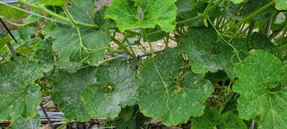 생거북이님의 호박 · 병해충상담 작성글 사진