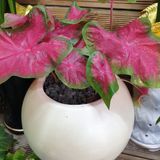 팜모닝 팜모닝·출석 게시글 이미지