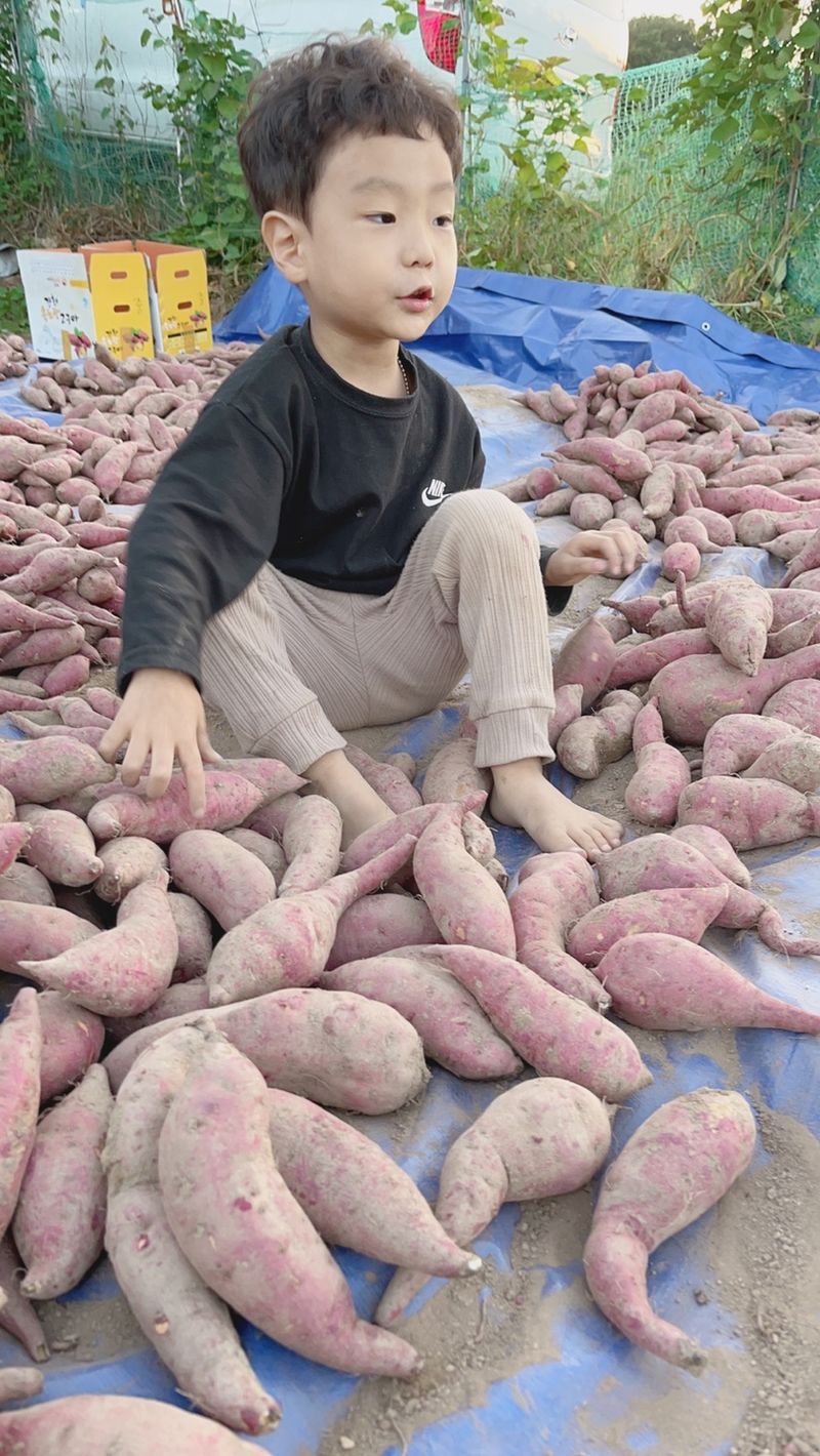 장터 상품 [호풍미 고구마농사 11키로 3만5천원] 썸네일