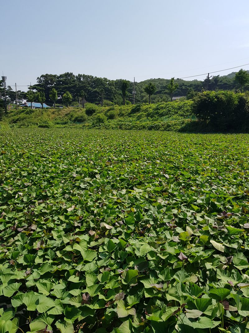 박명광님의 장터 판매 상품 [호풍미 고구마농사 11키로 3만5천원] 첨부 사진