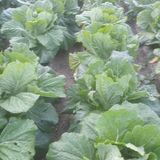 팜모닝 매실·자유게시판 게시글 이미지