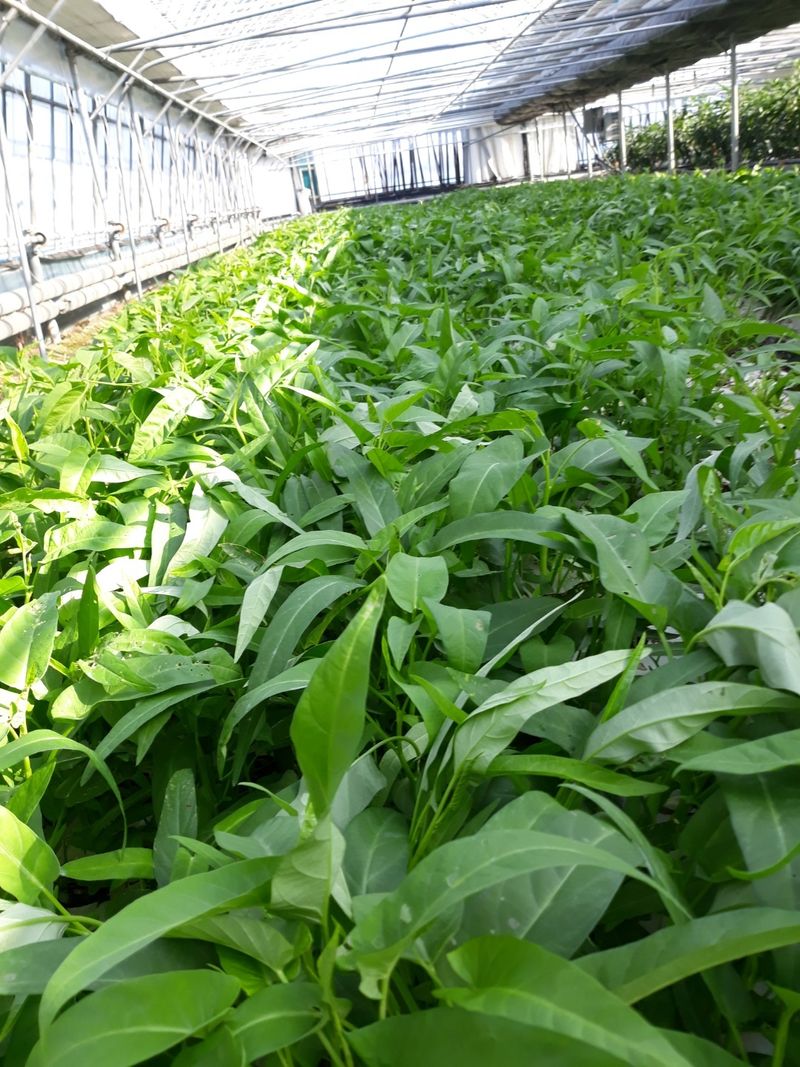 장터 상품 [공심채(박봉,모닝글로리) 1k 8,000원(대량문의)] 썸네일