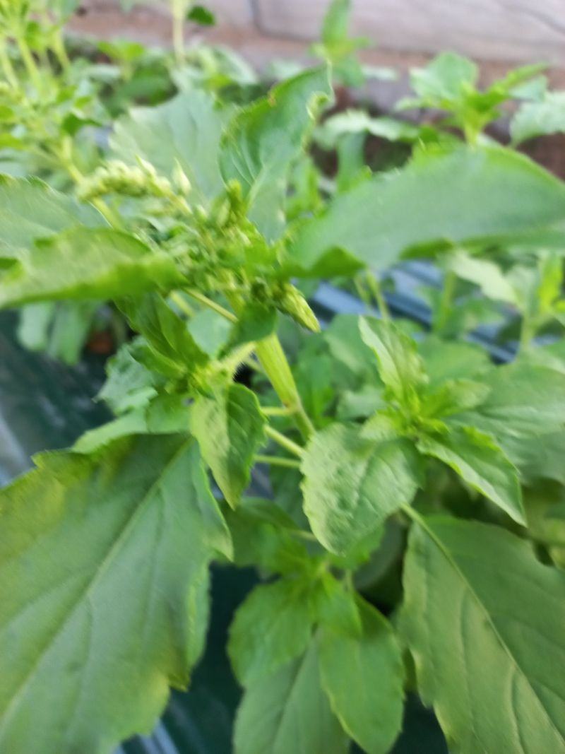 장터 상품 [가파오(바질) 1k 15000원] 썸네일