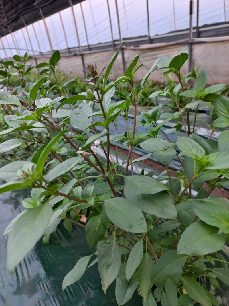 장터 상품 [방아(훌라파) 1k 15,000원] 썸네일