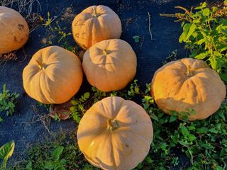 박상석님의 팜모닝 · 출석 작성글 사진
