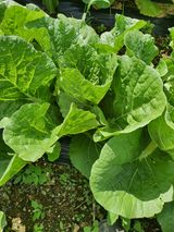 팜모닝 팜모닝·출석 게시글 이미지