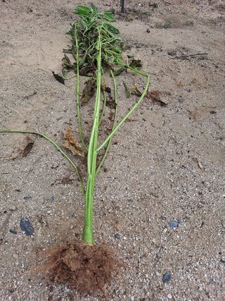 박재경님의 참깨 · 병해충상담 작성글 사진
