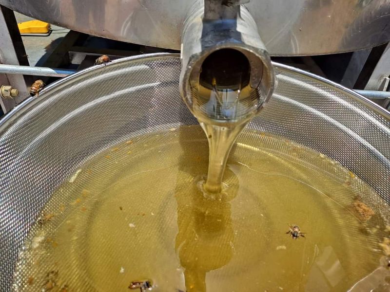 장자골농원 송규호님의 장터 판매 상품 [벌꿀(아카시아) 1병(2.4키로) ] 첨부 사진