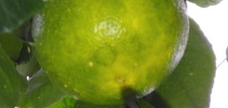 진공님의 귤 · 병해충상담 작성글 사진