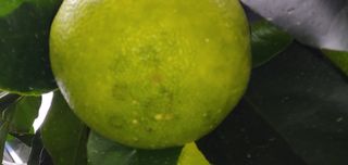 진공님의 귤 · 병해충상담 작성글 사진