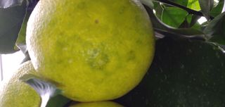 진공님의 귤 · 병해충상담 작성글 사진