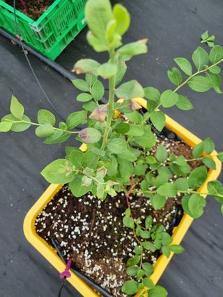 최남단님의 블루베리 · 병해충상담 작성글 사진