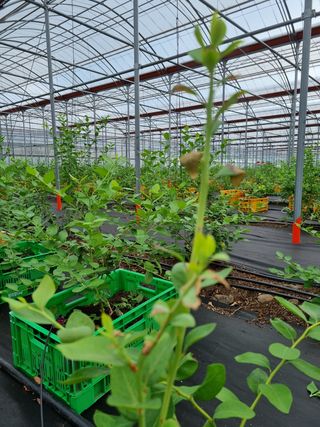 최남단님의 블루베리 · 병해충상담 작성글 사진