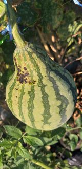 팜모닝 기타작물·병해충상담 게시글 이미지