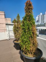 팜모닝 기타작물·병해충상담 게시글 이미지