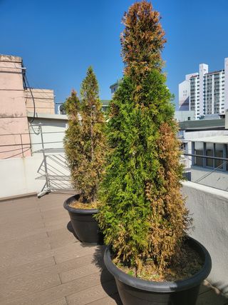 경주촌놈님의 기타작물 · 병해충상담 작성글 사진