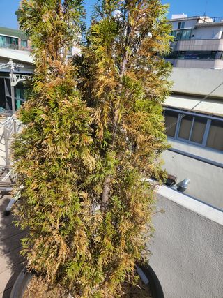 경주촌놈님의 기타작물 · 병해충상담 작성글 사진