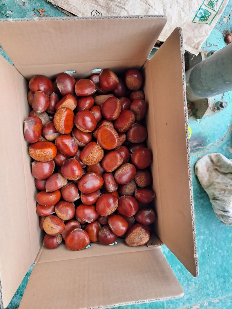 김혜진님의 장터 판매 상품 [큰밤 중간밤 큰밤 7000원중밤6000원] 첨부 사진