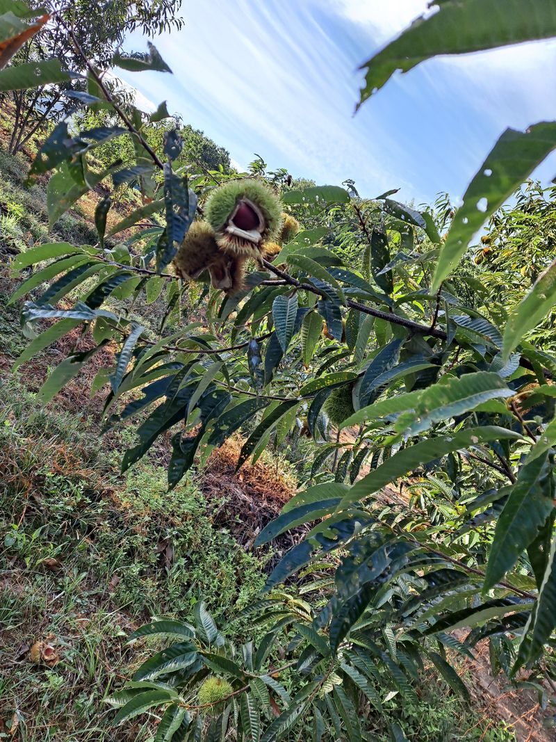 장터 상품 [큰밤 중간밤 큰밤 7000원중밤6000원] 썸네일