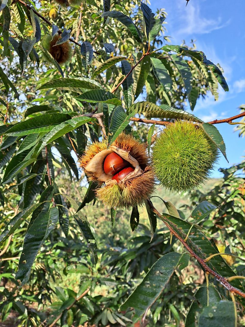 김혜진님의 장터 판매 상품 [큰밤 중간밤 큰밤 7000원중밤6000원] 첨부 사진