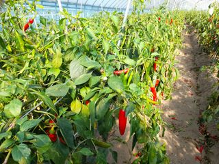 양귀비님의 팜모닝 · 출석 작성글 사진