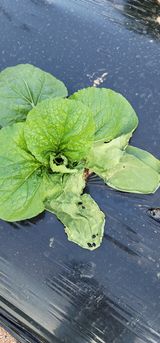 팜모닝 배추·병해충상담 게시글 이미지