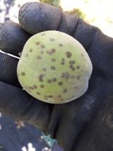 팜모닝 복숭아·병해충상담 게시글 이미지