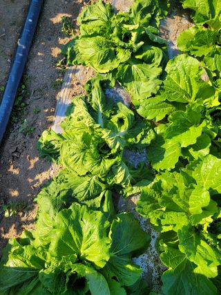 이승남님의 배추 · 병해충상담 작성글 사진