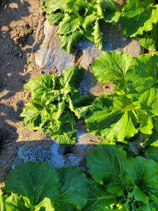 이승남님의 배추 · 병해충상담 작성글 사진