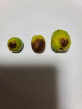 팜모닝 기타작물·병해충상담 게시글 이미지