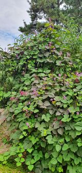 팜모닝 시금치·일상 게시글 이미지