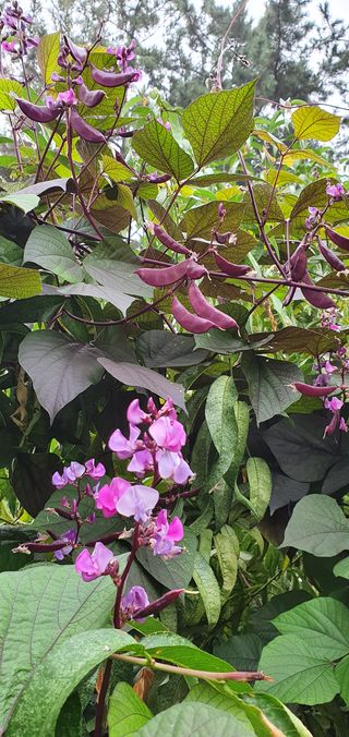 김강석님의 시금치 · 일상 작성글 사진