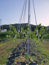 팜모닝 기타작물·병해충상담 게시글 이미지