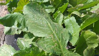 박운용님의 배추 · 병해충상담 작성글 사진