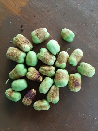 서영옥님의 기타작물 · 병해충상담 작성글 사진