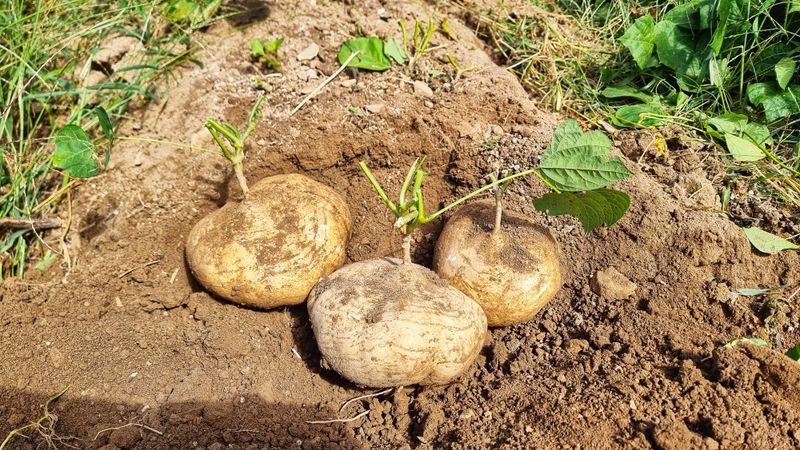 신비한님의 장터 판매 상품 [히카마 10kg 단위 40,000] 첨부 사진